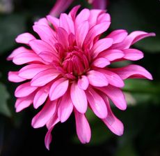 Dahlie-pink-2.jpg